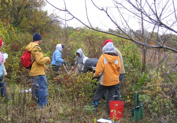 Asian bittersweet removal