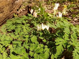 Dutchmans breeches