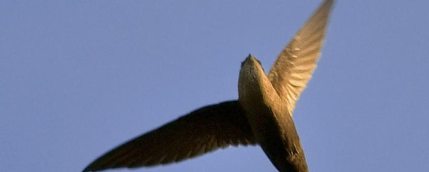 By Jim McCulloch (Flickr: Chimney swift overhead) [CC BY 2.0]