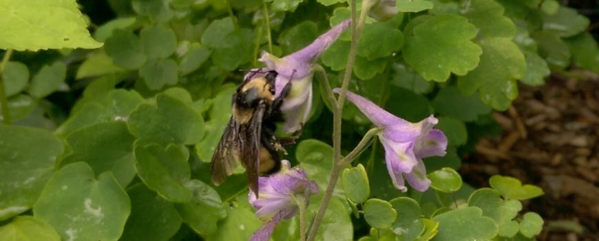 Black and gold bumble bee on tall larkspur