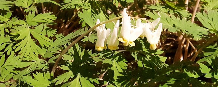 Dutchmans breeches