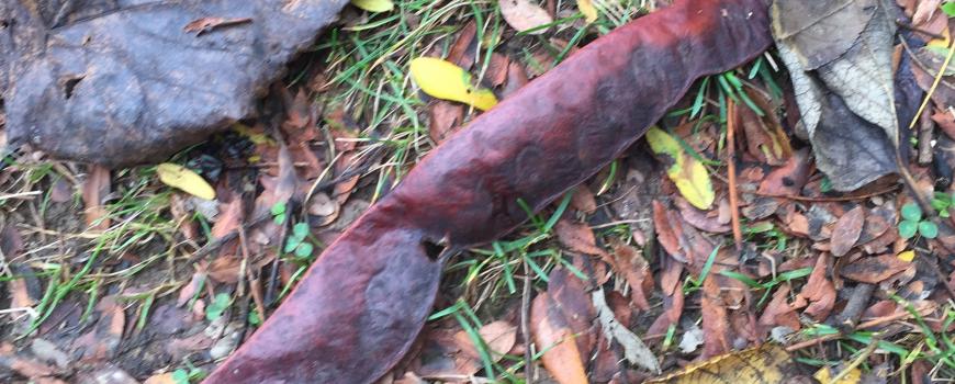 Honey Locust Pod