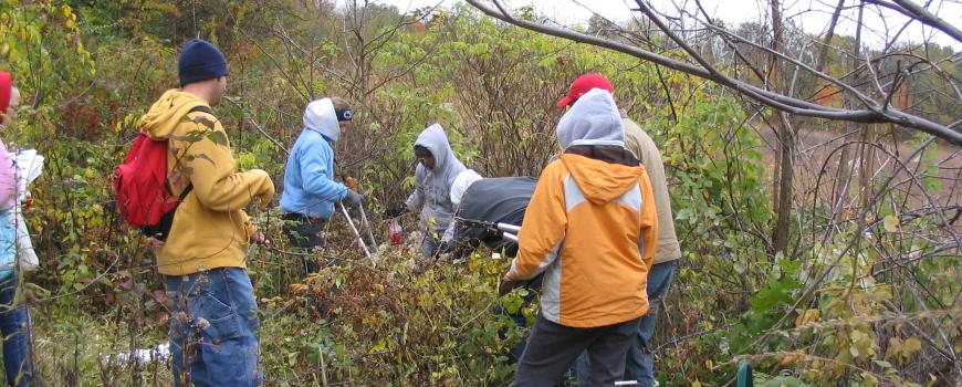 Asian bittersweet removal