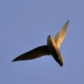 By Jim McCulloch (Flickr: Chimney swift overhead) [CC BY 2.0]