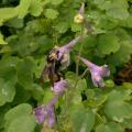 Black and gold bumble bee on tall larkspur