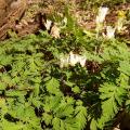 Dutchmans breeches